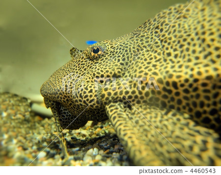Profile of Selphin pleco (left facing) 4460543