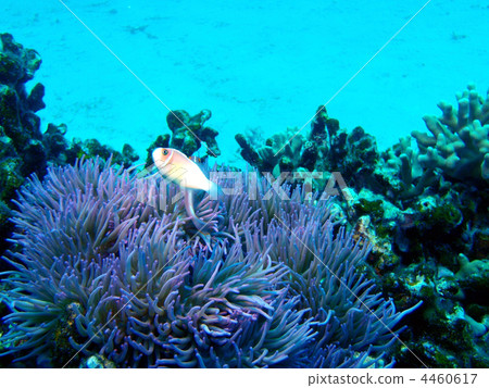 Hanabira銀蓮花魚 Hanabira銀蓮花魚 4460617