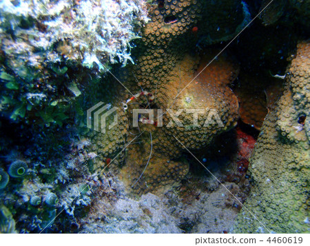 Otidome shrimp Otidome shrimp 4460619