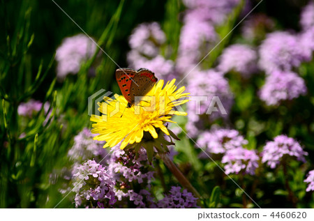 在花園吃午餐 在花園吃午餐 4460620