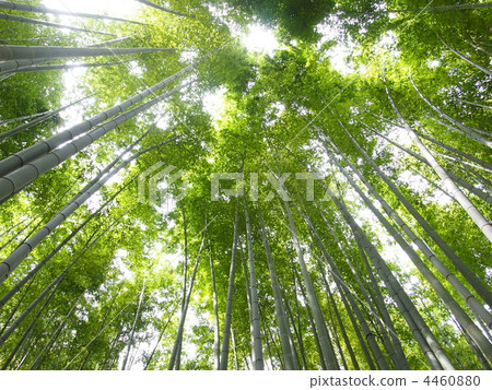 bamboo thicket, bamboo, much 4460880