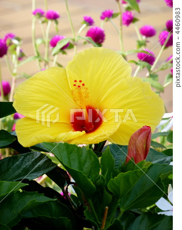 Hibiscus Hibiscus 4460983