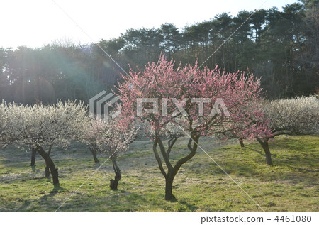 Plum forest Plum forest 4461080