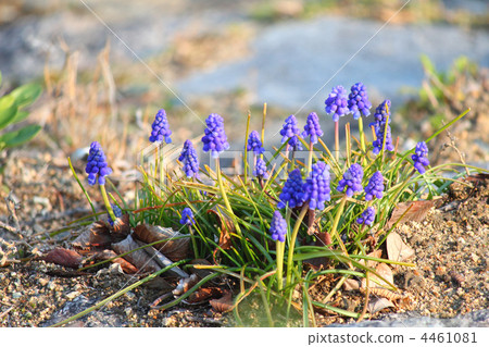 Muscari Muscari 4461081