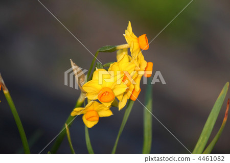 Narcissus Narcissus 4461082
