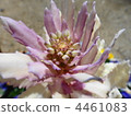 Leaf peony 4461083