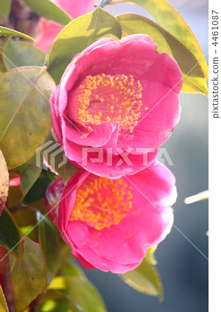 茶花 茶花 4461087