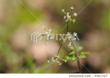 Spring White Flower ~ Yabuninjin ~ Spring White Flower ~ Yabuninjin ~ 4461107