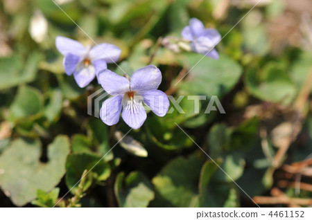 Spring purple flowers ~ Tachibusubosumire ~ 4461152