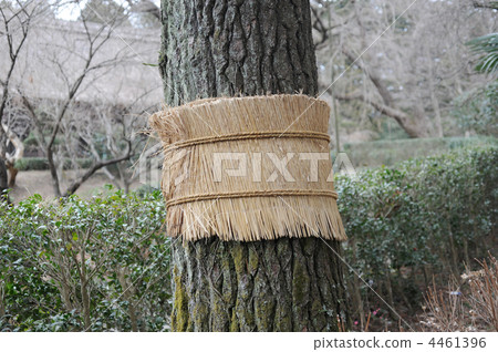 Pine congee winding 4461396