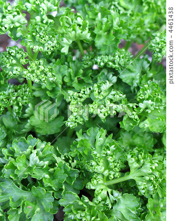 Parsley 4461438