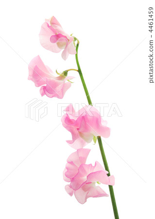 粉紅色的汗水 4461459