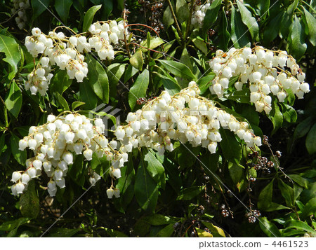 Asebi (Cottage) 4461523