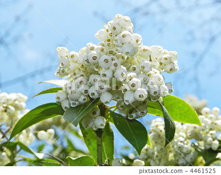 Asebi (Cottage) 4461525