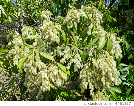 Asebi (Cottage) 4461527