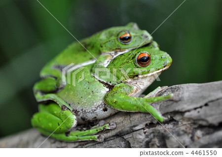 A couple of Moria rag 4461550