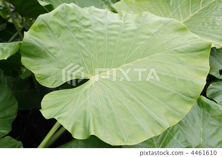 I can not eat potato I can not eat potato 4461610