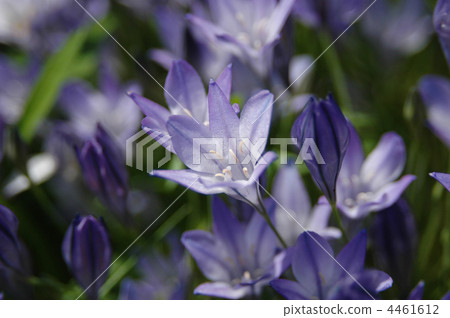 Hime Agapanthus 4461612