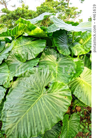 Alocasia leaves 4461619