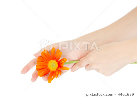 非洲菊 花朵 花 4461659