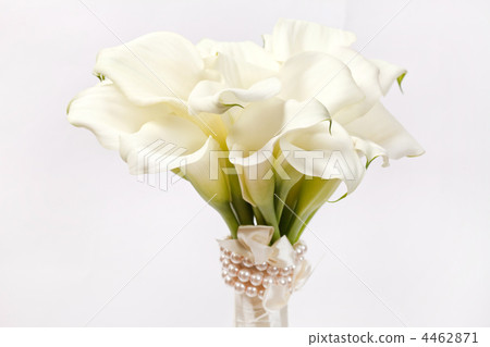calla flowers calla flowers 4462871