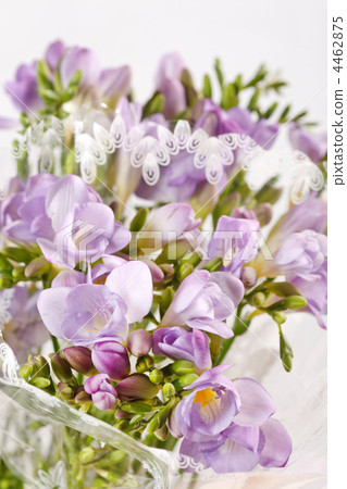 purple freesia purple freesia 4462875