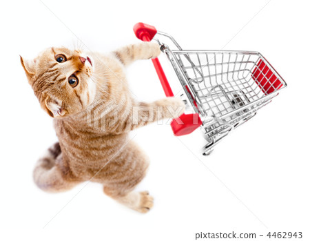 cat with shopping cart top view isolated on white 4462943