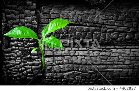 New life concept New life concept 4462987