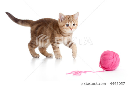 British kitten playing red clew or ball isolated 4463057