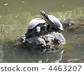 A turtle resting around the small island of the pond 4463207