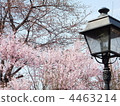 Cherry blossoms at the beginning of bloom and retro style street lights 4463214