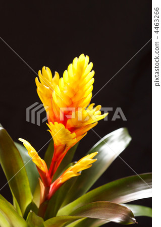 Window plant "vriesea splendens" Window plant "vriesea splendens" 4463266