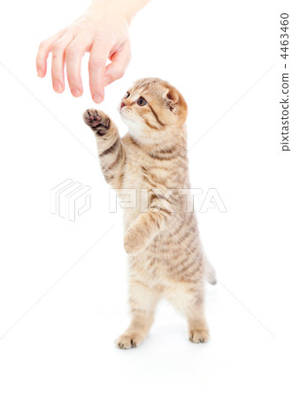 Striped Scottish kitten fold pure breed standing isolated 4463460