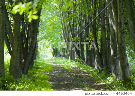 basswood alley or park 4463464