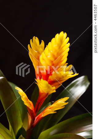 Window plant "vriesea splendens" 4463507