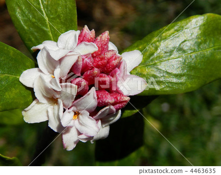 荊州（下沉花） 4463635