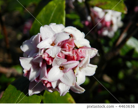 荊州(下沉花) 荊州(下沉花) 4463636