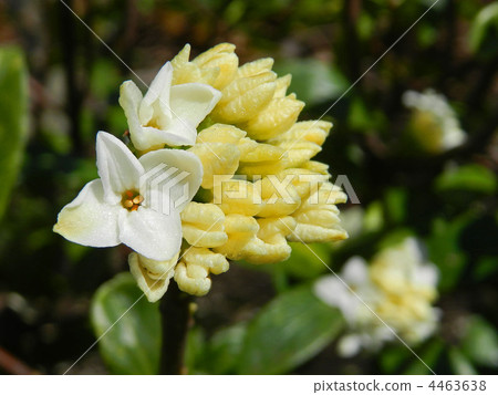 白尾銀杏 白尾銀杏 4463638