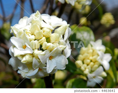 白尾銀杏 4463641