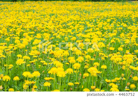 Dandelion meadow background Dandelion meadow background 4463752