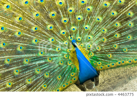 Peacock Peacock 4463775