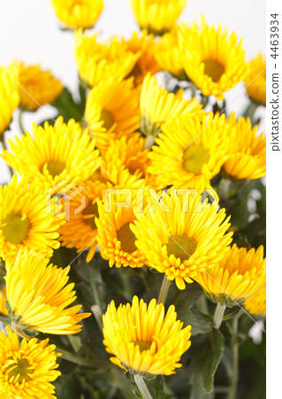 Chrysanthemum Flowers 4463934