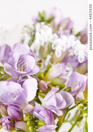 purple freesia 4463936
