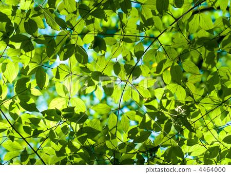 Fresh green leaves in the forest 4464000