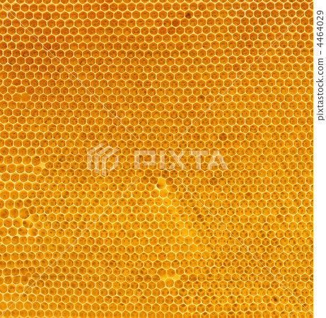 fresh honey in comb fresh honey in comb 4464029