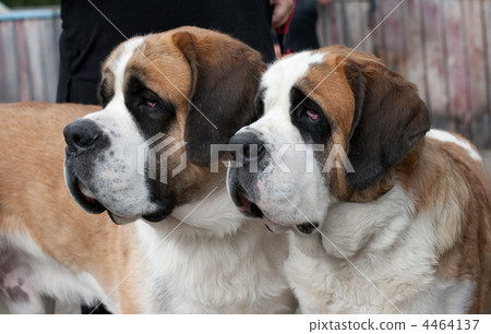 Couple of purebred st bernard dogs 4464137