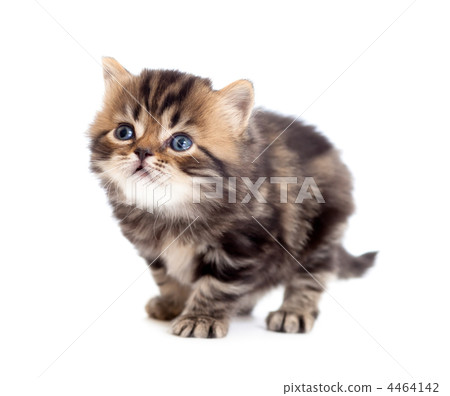 tabby british little kitten looking up isolated 4464142