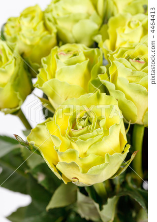 beautiful roses beautiful roses 4464413