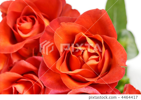 beautiful roses beautiful roses 4464417