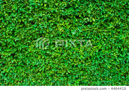 hedgerow green background hedgerow green background 4464418